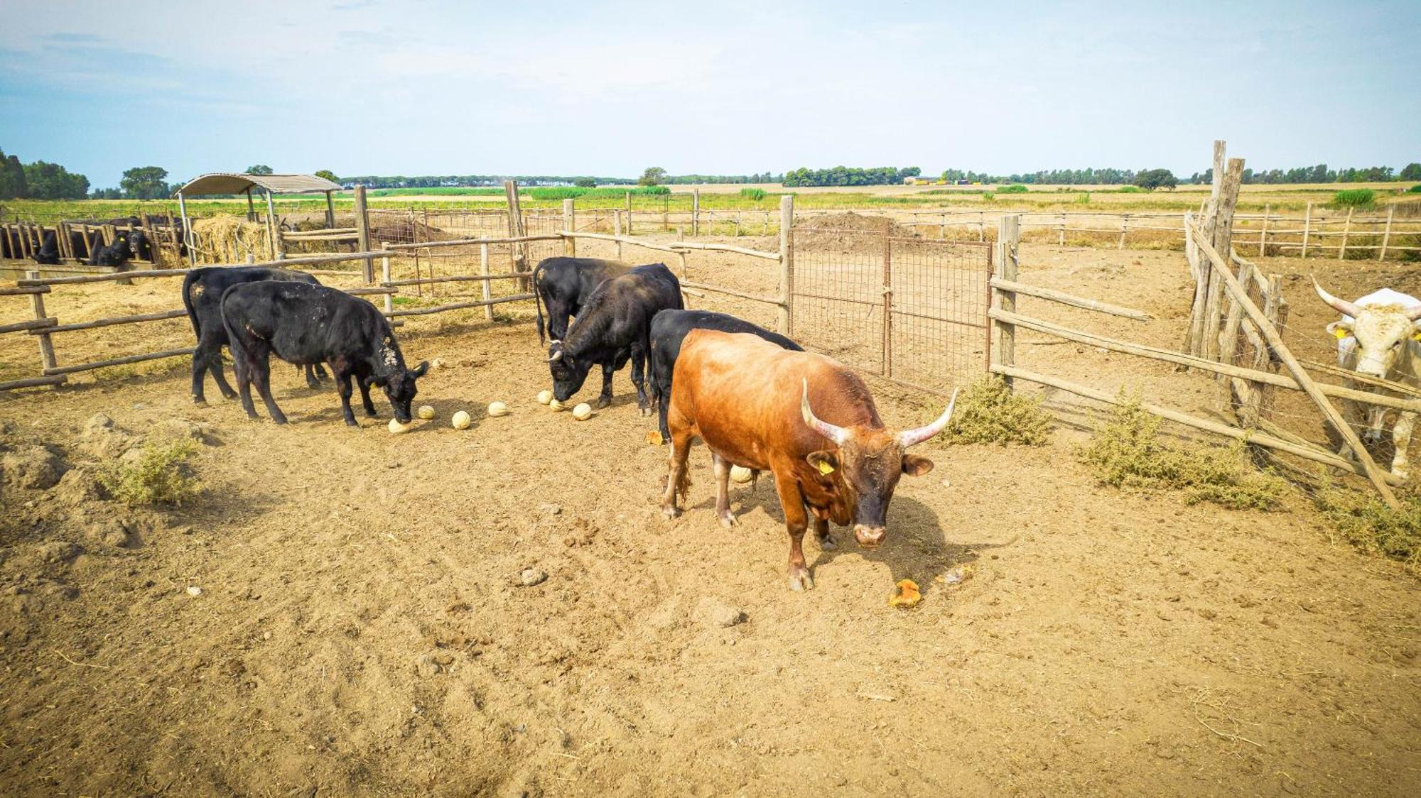 Agriturismo Podere Giulio Tarquinia Eksteriør bilde