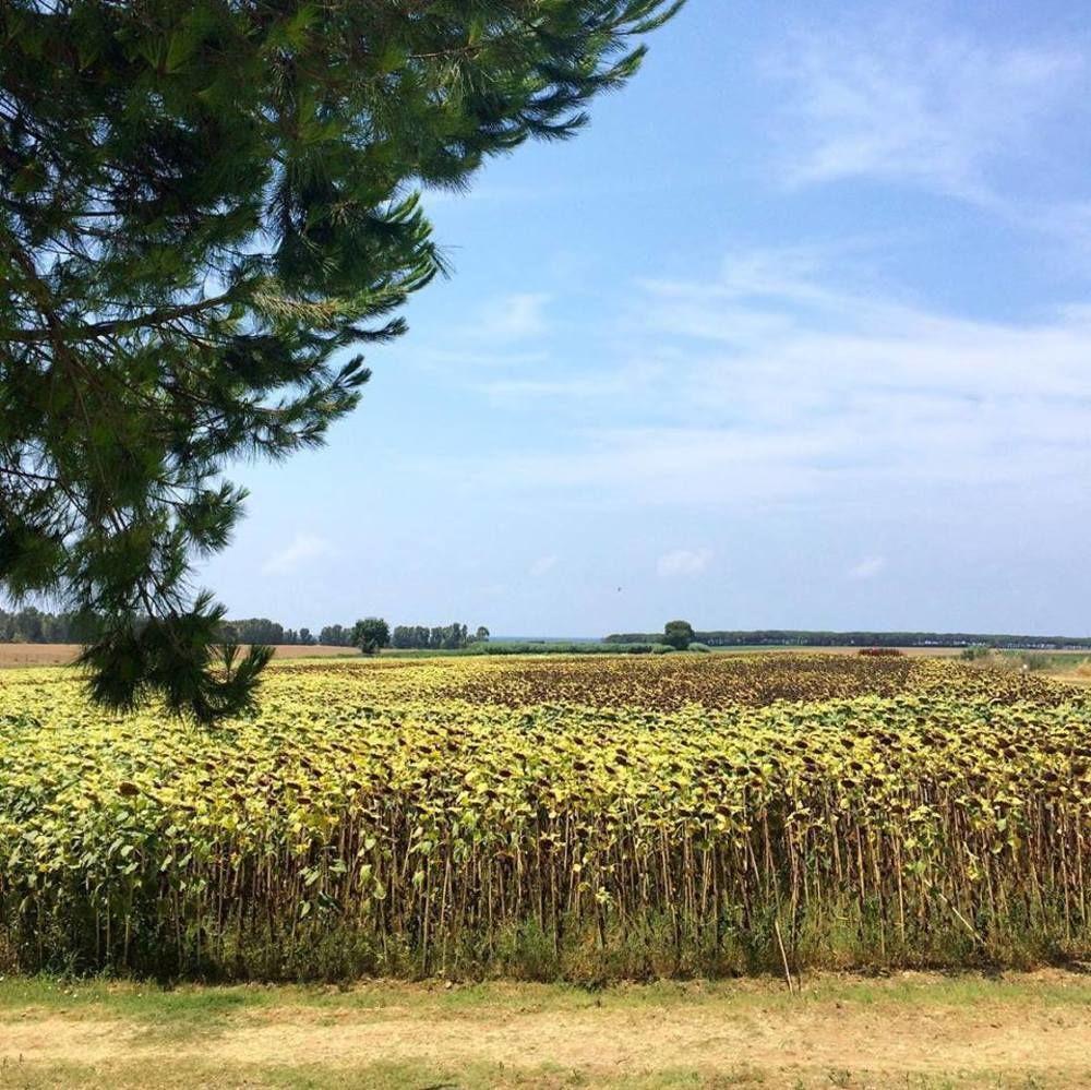 Agriturismo Podere Giulio Tarquinia Eksteriør bilde